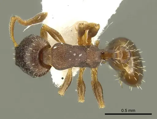 Leptothorax athabasca specimen CASENT0919746 image casent0919746_2