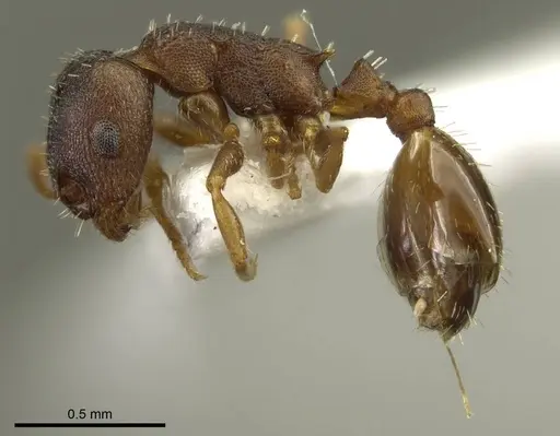 Leptothorax athabasca specimen CASENT0919746 image casent0919746_4