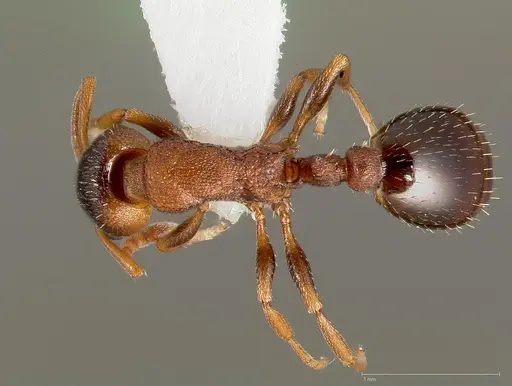 Leptothorax calderoni specimen CASENT0005681 image casent0005681_1
