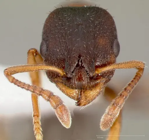 Leptothorax calderoni specimen CASENT0005681 image casent0005681_2
