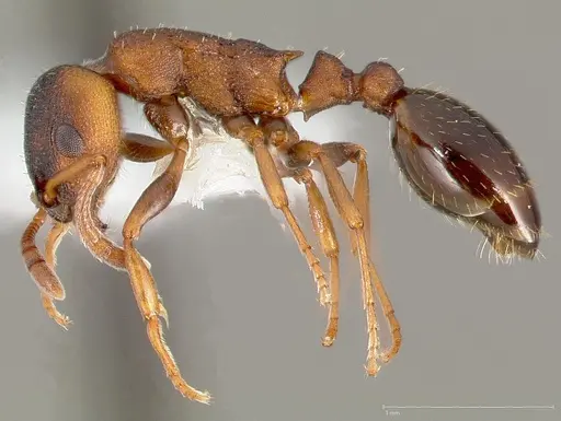 Leptothorax calderoni specimen CASENT0005681 image casent0005681_3