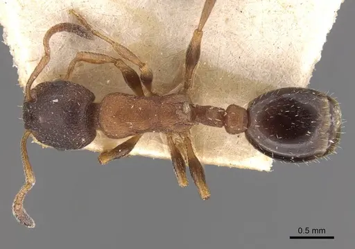 Leptothorax calderoni specimen CASENT0909065 image casent0909065_1