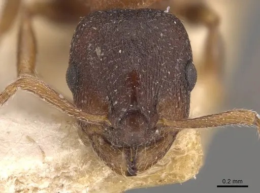 Leptothorax calderoni specimen CASENT0909065 image casent0909065_2
