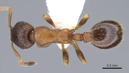 Leptothorax calderoni specimen CASENT0914979 image casent0914979_1