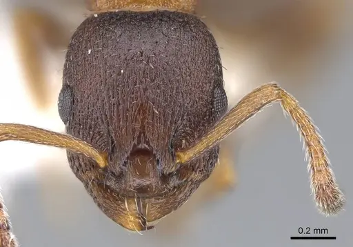 Leptothorax calderoni specimen CASENT0914979 image casent0914979_2