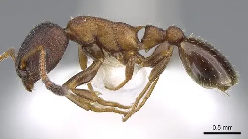Leptothorax calderoni specimen CASENT0914979 image casent0914979_3