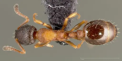 Leptothorax canadensis specimen CASENT0005682 image casent0005682_1