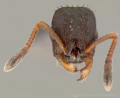 Leptothorax canadensis specimen CASENT0005682 image casent0005682_2