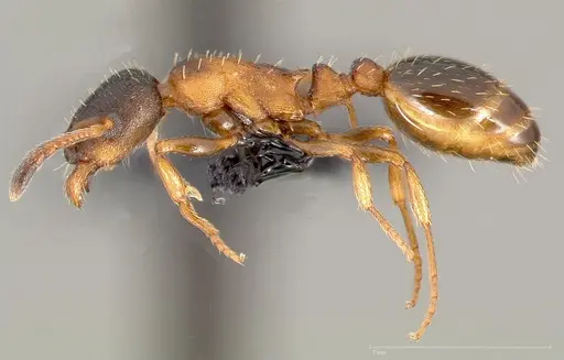 Leptothorax canadensis specimen CASENT0005682 image casent0005682_3