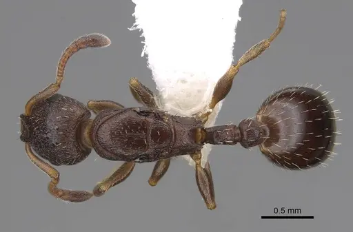 Leptothorax canadensis specimen CASENT0006568 image casent0006568_1