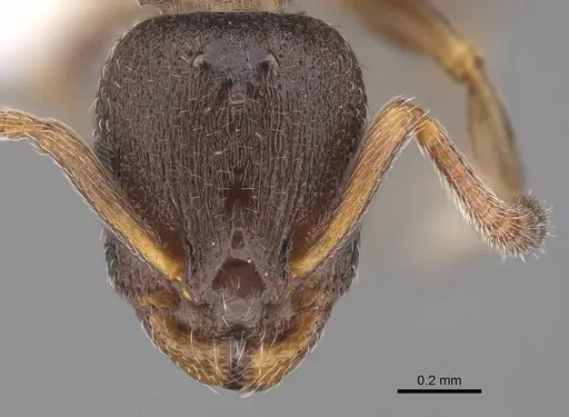 Leptothorax canadensis specimen CASENT0006568 image casent0006568_2