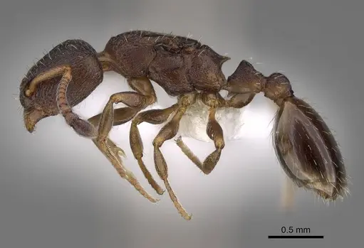 Leptothorax canadensis specimen CASENT0006568 image casent0006568_3
