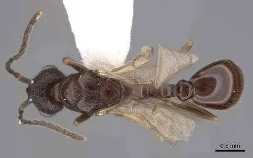 Leptothorax canadensis specimen CASENT0862003 image casent0862003_1
