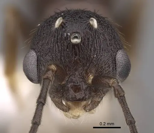 Leptothorax canadensis specimen CASENT0862003 image casent0862003_2