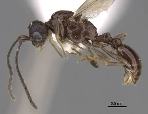 Leptothorax canadensis specimen CASENT0862003 image casent0862003_3