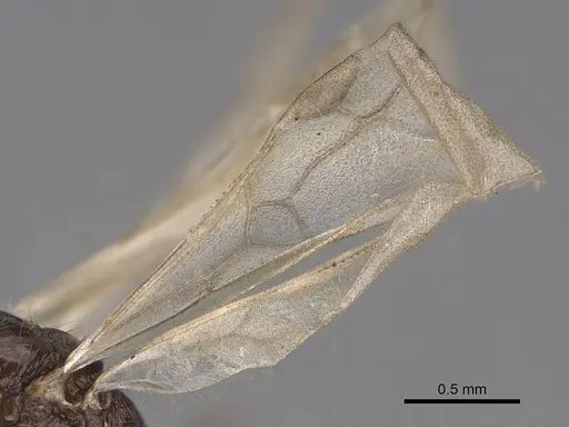 Leptothorax canadensis specimen CASENT0862003 image casent0862003_4