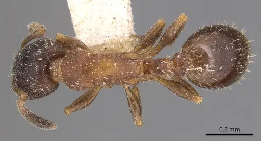 Leptothorax canadensis specimen CASENT0904770 image casent0904770_1