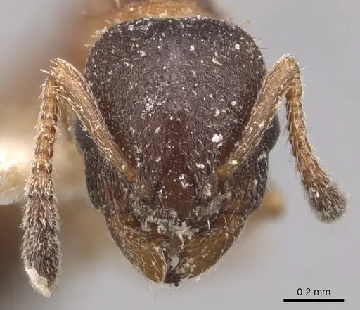 Leptothorax canadensis specimen CASENT0904770 image casent0904770_2