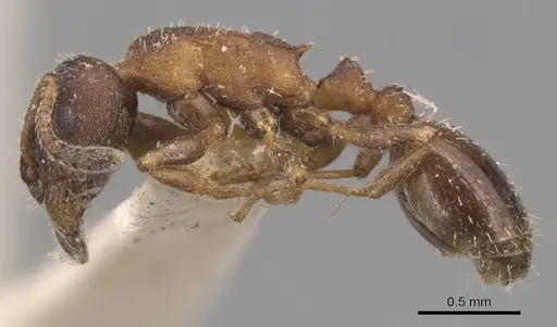 Leptothorax canadensis specimen CASENT0904770 image casent0904770_3
