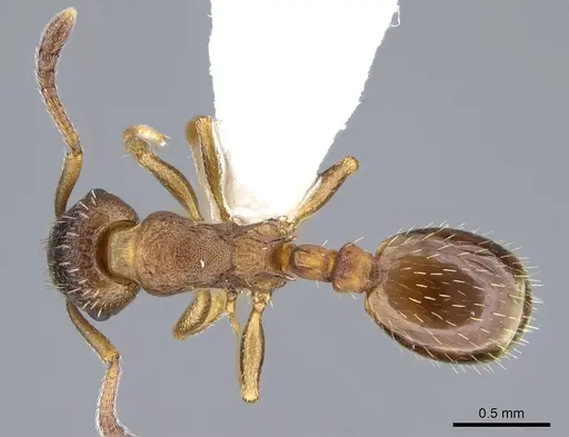 Leptothorax canadensis specimen CASENT0914978 image casent0914978_1