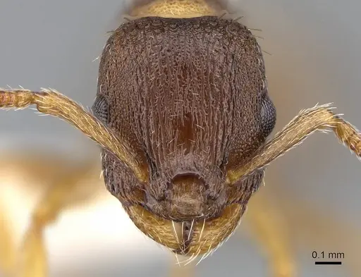 Leptothorax canadensis specimen CASENT0914978 image casent0914978_2
