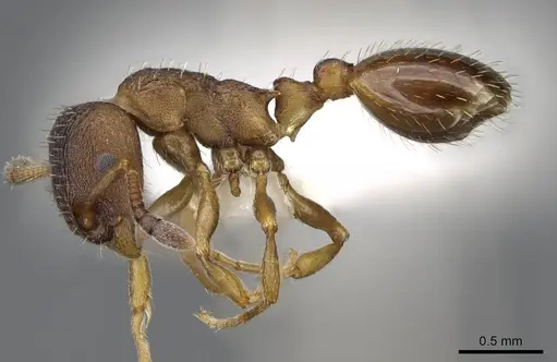 Leptothorax canadensis specimen CASENT0914978 image casent0914978_3