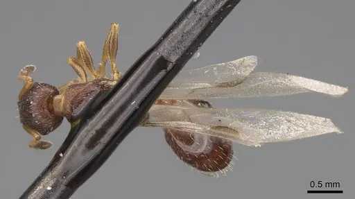 Leptothorax canadensis specimen CASENT0923065 image casent0923065_1