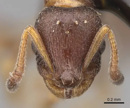 Leptothorax canadensis specimen CASENT0923065 image casent0923065_2