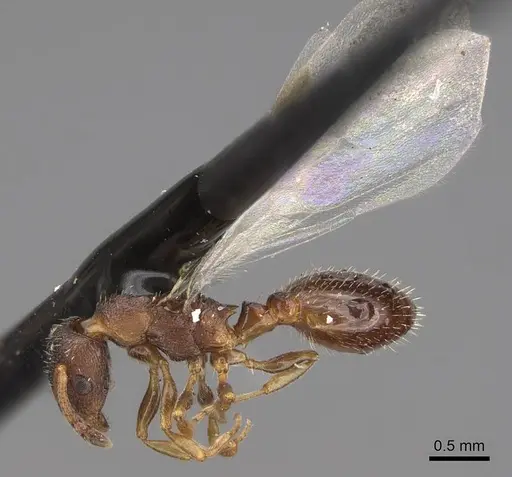 Leptothorax canadensis specimen CASENT0923065 image casent0923065_3