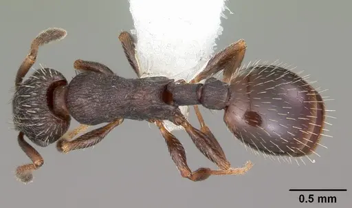 Leptothorax crassipilis specimen CASENT0104820 image casent0104820_1