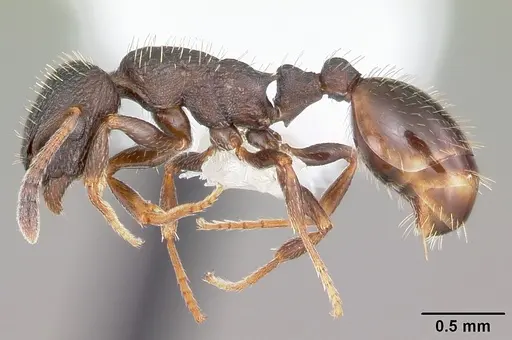 Leptothorax crassipilis specimen CASENT0104820 image casent0104820_3