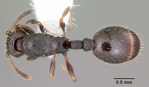 Leptothorax crassipilis specimen CASENT0104821 image casent0104821_1