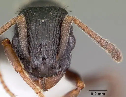 Leptothorax crassipilis specimen CASENT0104821 image casent0104821_2