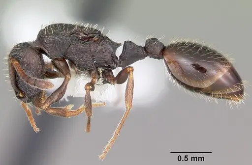 Leptothorax crassipilis specimen CASENT0104821 image casent0104821_3