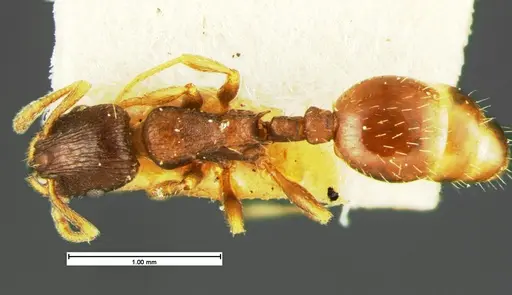 Leptothorax crassipilis specimen CASENT0105622 image casent0105622_1