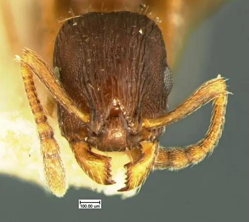 Leptothorax crassipilis specimen CASENT0105622 image casent0105622_2
