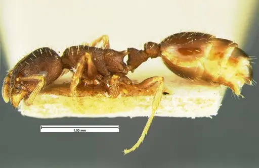 Leptothorax crassipilis specimen CASENT0105622 image casent0105622_3