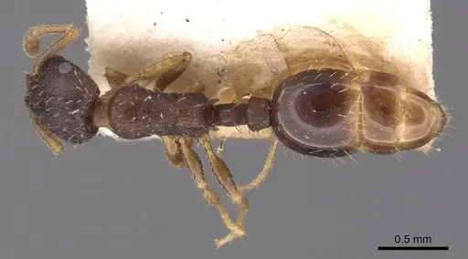 Leptothorax crassipilis specimen CASENT0901773 image casent0901773_1