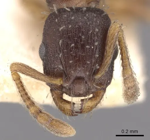 Leptothorax crassipilis specimen CASENT0901773 image casent0901773_2
