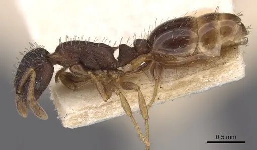 Leptothorax crassipilis specimen CASENT0901773 image casent0901773_3