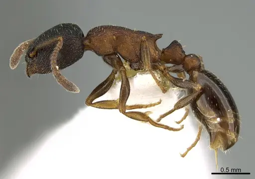 Leptothorax crassipilis specimen CASENT0923605 image casent0923605_1