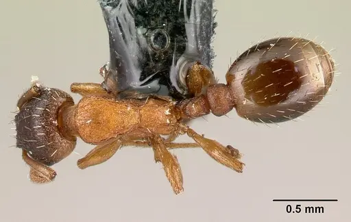 Leptothorax gredleri specimen CASENT0179904 image casent0179904_1
