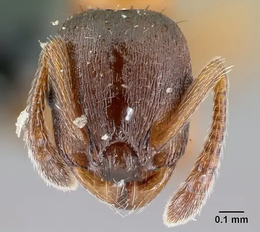 Leptothorax gredleri specimen CASENT0179904 image casent0179904_2
