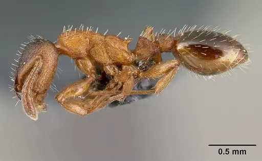 Leptothorax gredleri specimen CASENT0179904 image casent0179904_3