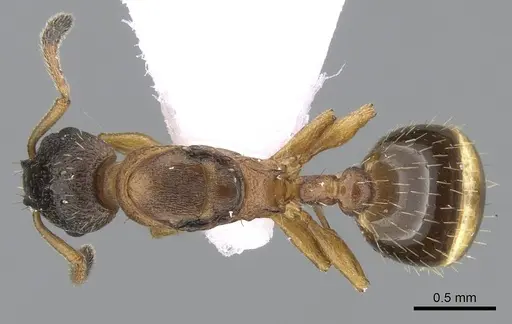Leptothorax gredleri specimen CASENT0281541 image casent0281541_1