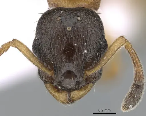 Leptothorax gredleri specimen CASENT0281541 image casent0281541_2