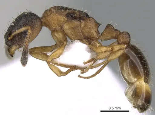 Leptothorax gredleri specimen CASENT0281541 image casent0281541_3