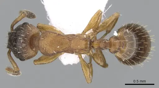 Leptothorax gredleri specimen CASENT0281542 image casent0281542_1