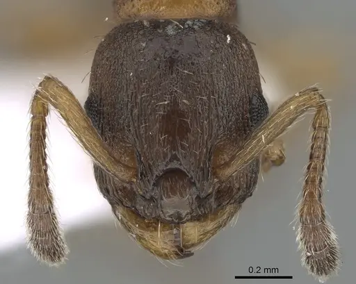 Leptothorax gredleri specimen CASENT0281542 image casent0281542_2