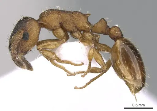 Leptothorax gredleri specimen CASENT0281542 image casent0281542_3